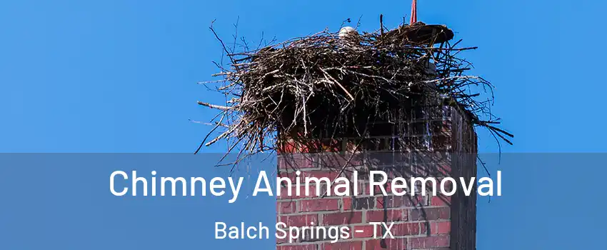  Chimney Animal Removal Balch Springs - TX