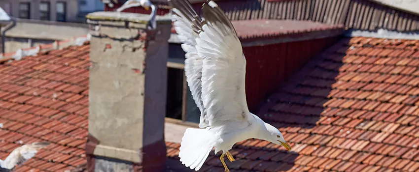 Residential Chimney Animal Removal Solution in Balch Springs, TX