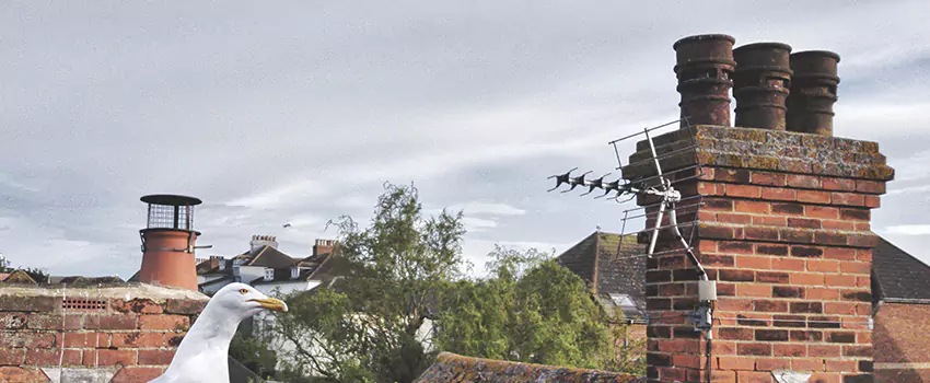 Chimney Cleaning And Restoration in Balch Springs, Texas
